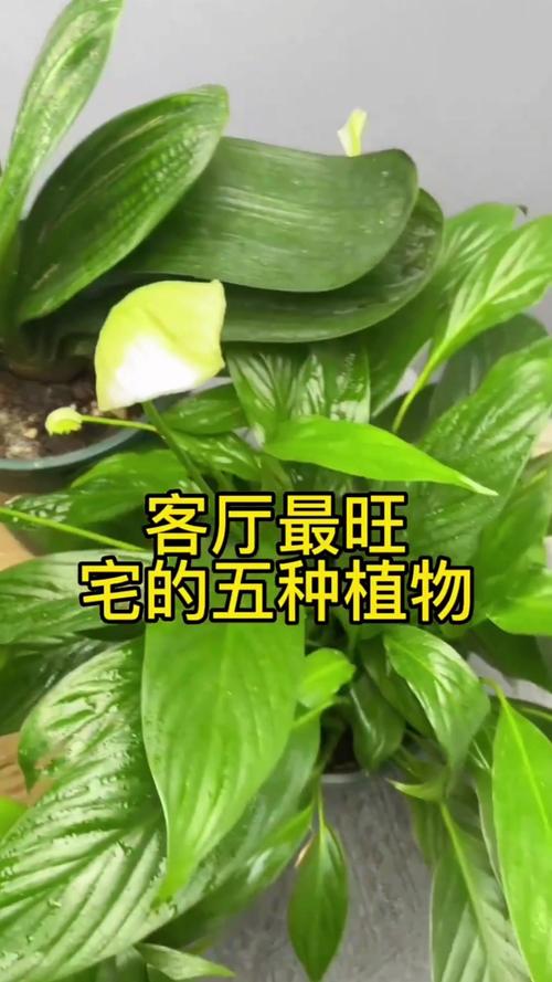 客厅最旺宅的大型植物，客厅最旺宅的大型植物金钱树-第4张图片-优品飞百科