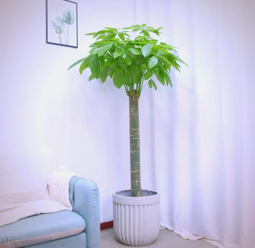 客厅最旺宅的大型植物，客厅最旺宅的大型植物金钱树-第5张图片-优品飞百科