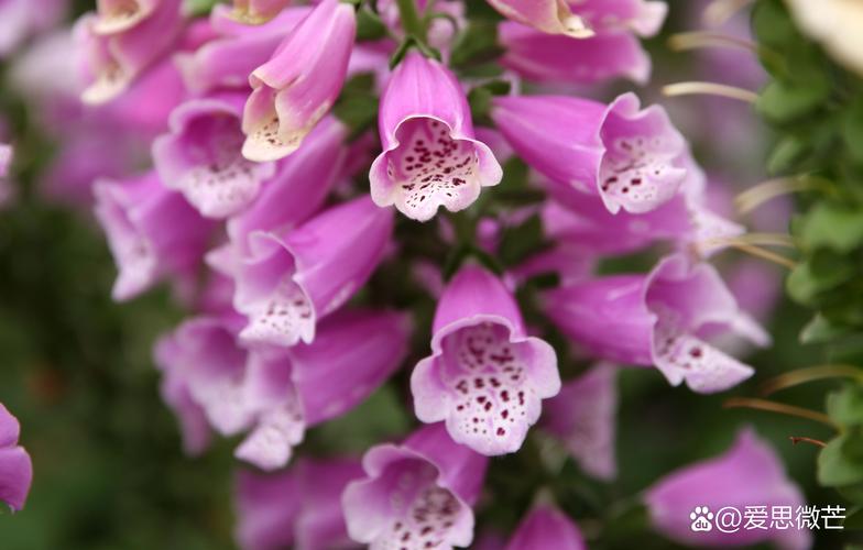 毛地黄和鲁冰花的区别,鲁冰花 毛地黄有什么区别-第1张图片-优品飞百科 毛地黄和鲁冰花的区别,鲁冰花 毛地黄有什么区别-第1张图片-优品飞百科