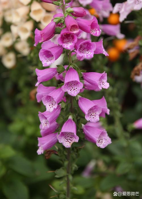 毛地黄和鲁冰花的区别,鲁冰花 毛地黄有什么区别-第4张图片-优品飞百科 毛地黄和鲁冰花的区别,鲁冰花 毛地黄有什么区别-第4张图片-优品飞百科