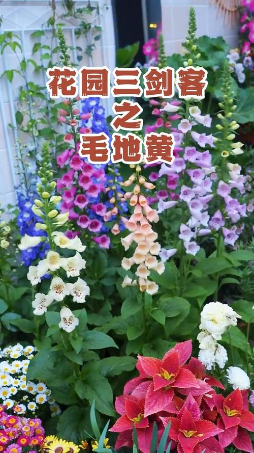 毛地黄和鲁冰花的区别,鲁冰花 毛地黄有什么区别-第5张图片-优品飞百科 毛地黄和鲁冰花的区别,鲁冰花 毛地黄有什么区别-第5张图片-优品飞百科