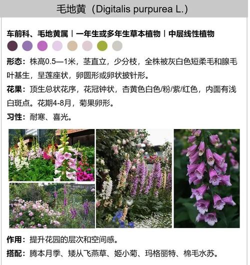 毛地黄和鲁冰花的区别,鲁冰花 毛地黄有什么区别-第6张图片-优品飞百科 毛地黄和鲁冰花的区别,鲁冰花 毛地黄有什么区别-第6张图片-优品飞百科