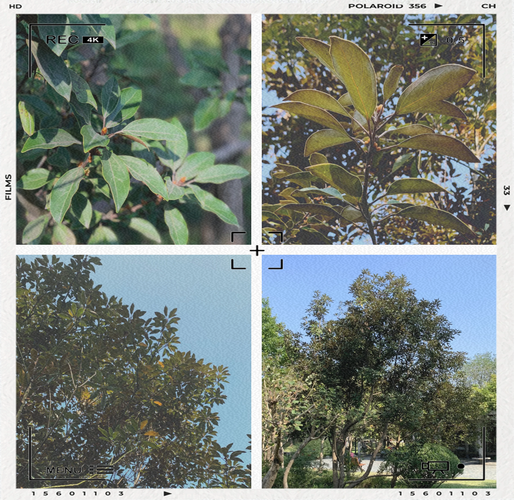 卵叶新木姜子功效，簇叶新木姜子？-第1张图片-优品飞百科