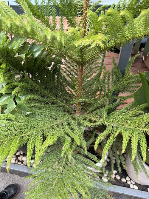 卵叶新木姜子功效，簇叶新木姜子？-第2张图片-优品飞百科