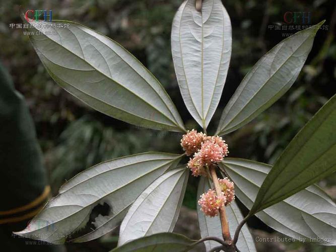 卵叶新木姜子功效，簇叶新木姜子？-第3张图片-优品飞百科