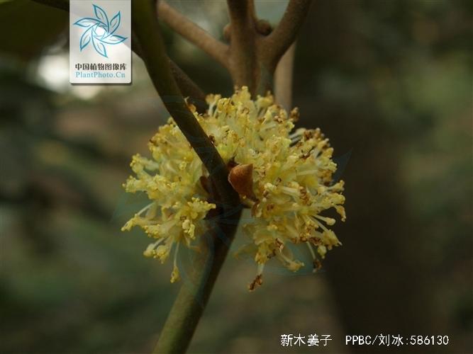 卵叶新木姜子功效，簇叶新木姜子？-第5张图片-优品飞百科