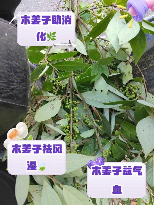卵叶新木姜子功效，簇叶新木姜子？-第6张图片-优品飞百科