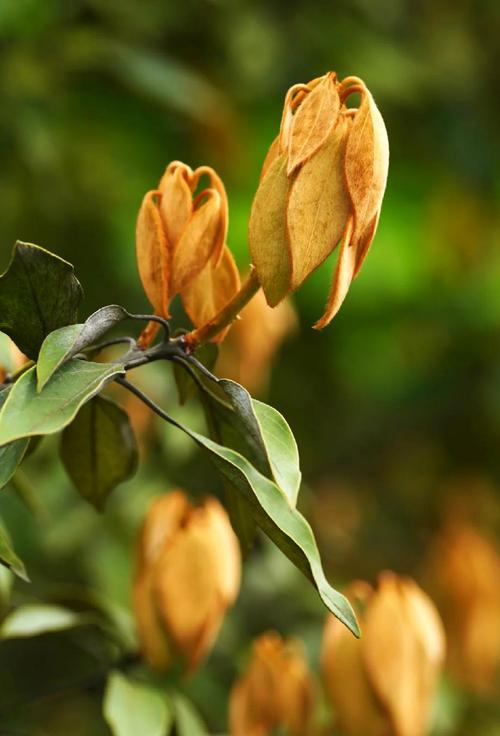 卵叶新木姜子功效，簇叶新木姜子？-第7张图片-优品飞百科