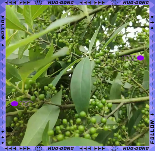 卵叶新木姜子功效，簇叶新木姜子？-第8张图片-优品飞百科