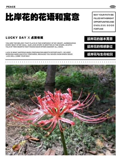 彼岸花花语？彼岸花花语寓意？-第1张图片-优品飞百科