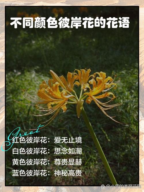 彼岸花花语？彼岸花花语寓意？-第2张图片-优品飞百科