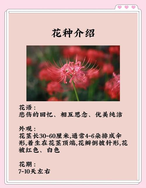彼岸花花语？彼岸花花语寓意？-第3张图片-优品飞百科