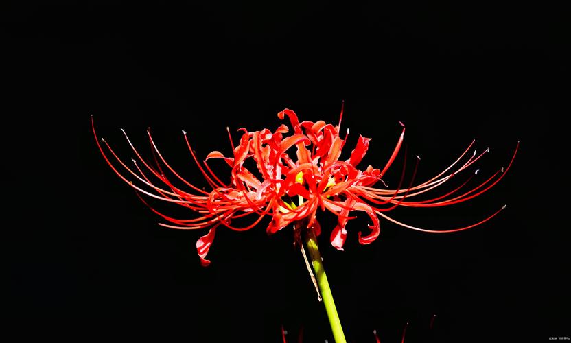彼岸花花语？彼岸花花语寓意？-第5张图片-优品飞百科