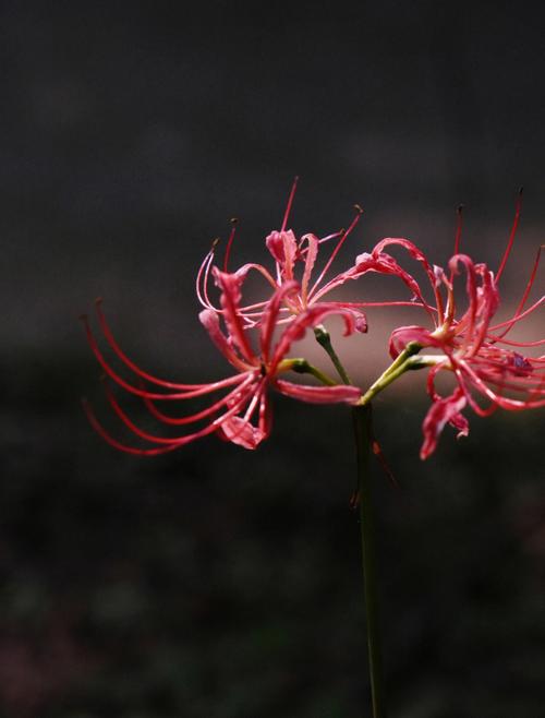 彼岸花花语？彼岸花花语寓意？-第6张图片-优品飞百科