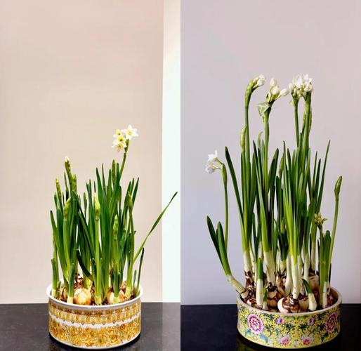 水仙花适合在室内种植吗？水仙花适合在室内种植吗冬天？-第1张图片-优品飞百科