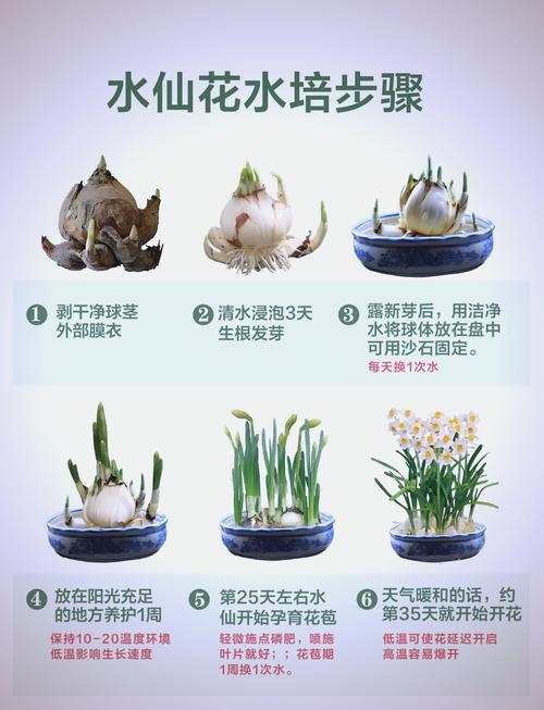 水仙花适合在室内种植吗？水仙花适合在室内种植吗冬天？-第2张图片-优品飞百科