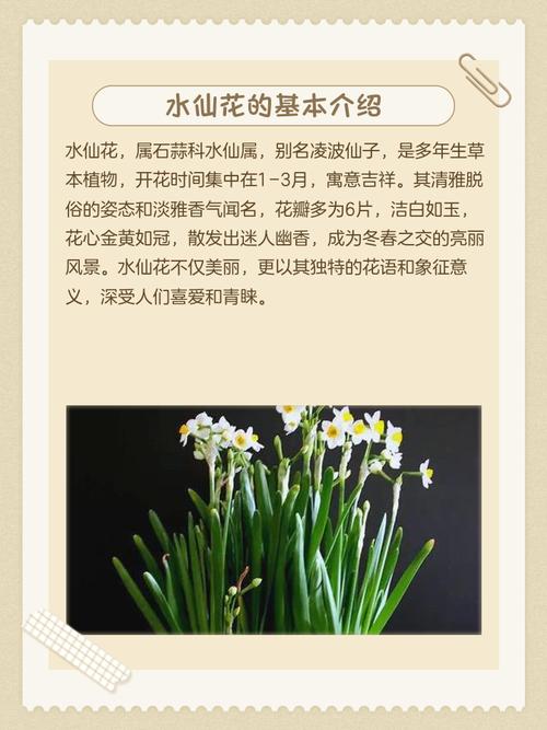 水仙花适合在室内种植吗？水仙花适合在室内种植吗冬天？-第3张图片-优品飞百科
