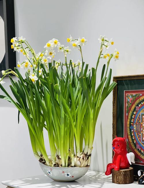 水仙花适合在室内种植吗？水仙花适合在室内种植吗冬天？-第4张图片-优品飞百科