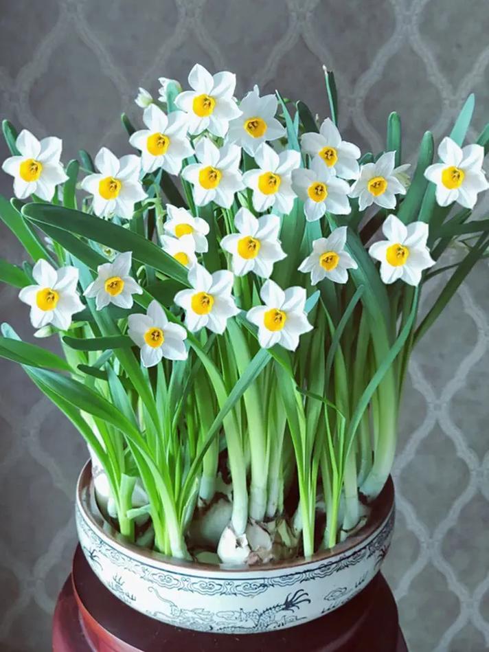 水仙花适合在室内种植吗？水仙花适合在室内种植吗冬天？-第5张图片-优品飞百科