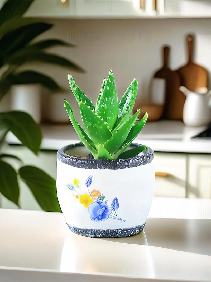 芦荟能放在客厅吗，芦荟能放在客厅吗有毒吗-第1张图片-优品飞百科