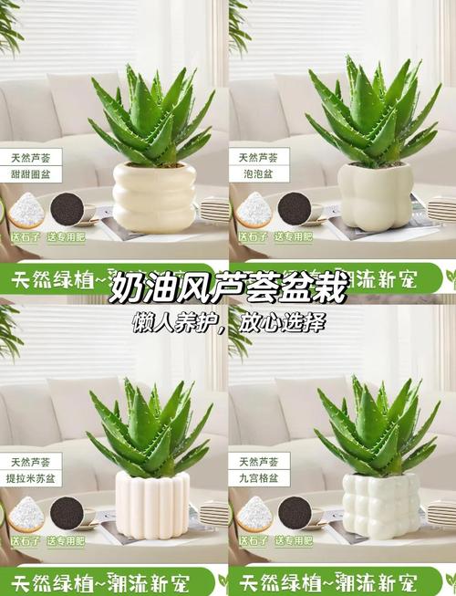 芦荟能放在客厅吗，芦荟能放在客厅吗有毒吗-第2张图片-优品飞百科