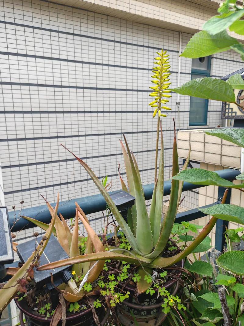 芦荟能放在客厅吗，芦荟能放在客厅吗有毒吗-第4张图片-优品飞百科