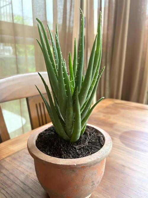 芦荟能放在客厅吗，芦荟能放在客厅吗有毒吗-第5张图片-优品飞百科