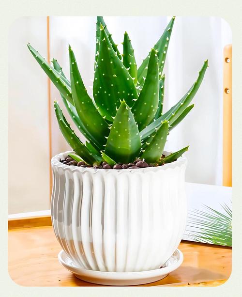 芦荟能放在客厅吗，芦荟能放在客厅吗有毒吗-第6张图片-优品飞百科