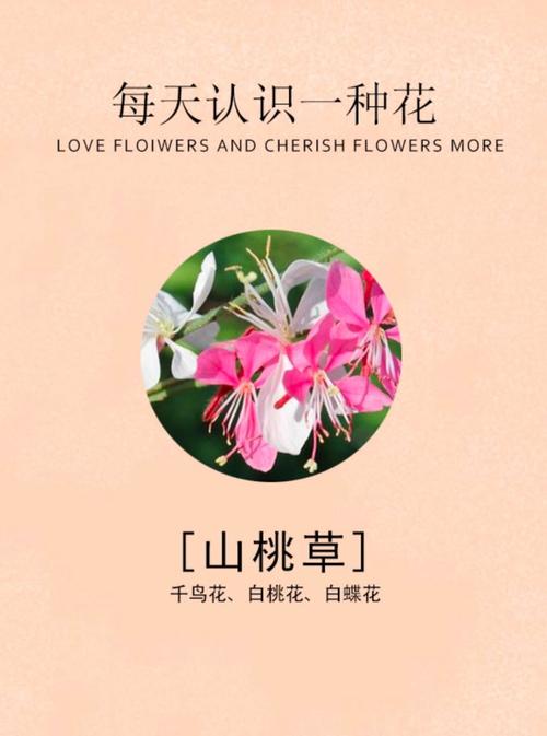 桃花的功效与作用，醉仙桃花的功效与作用？