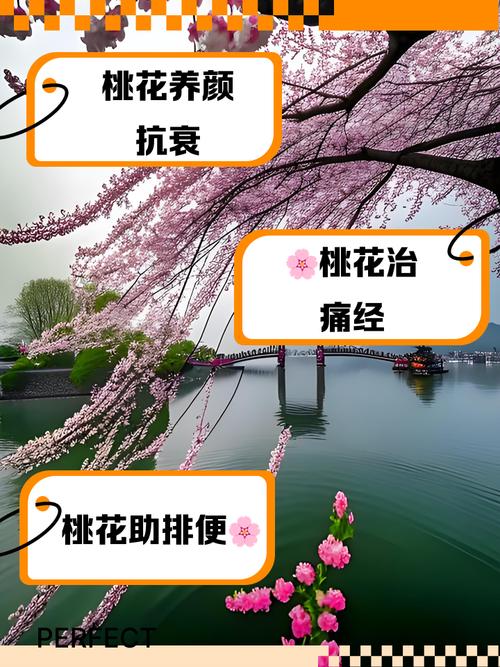 桃花的功效与作用,醉仙桃花的功效与作用?-第2张图片-优品飞百科 桃花的功效与作用,醉仙桃花的功效与作用?-第2张图片-优品飞百科