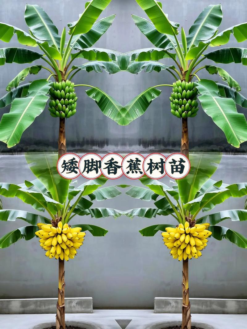 香蕉树的养殖方法，香蕉树的养殖方法和注意事项有哪些？-第2张图片-优品飞百科