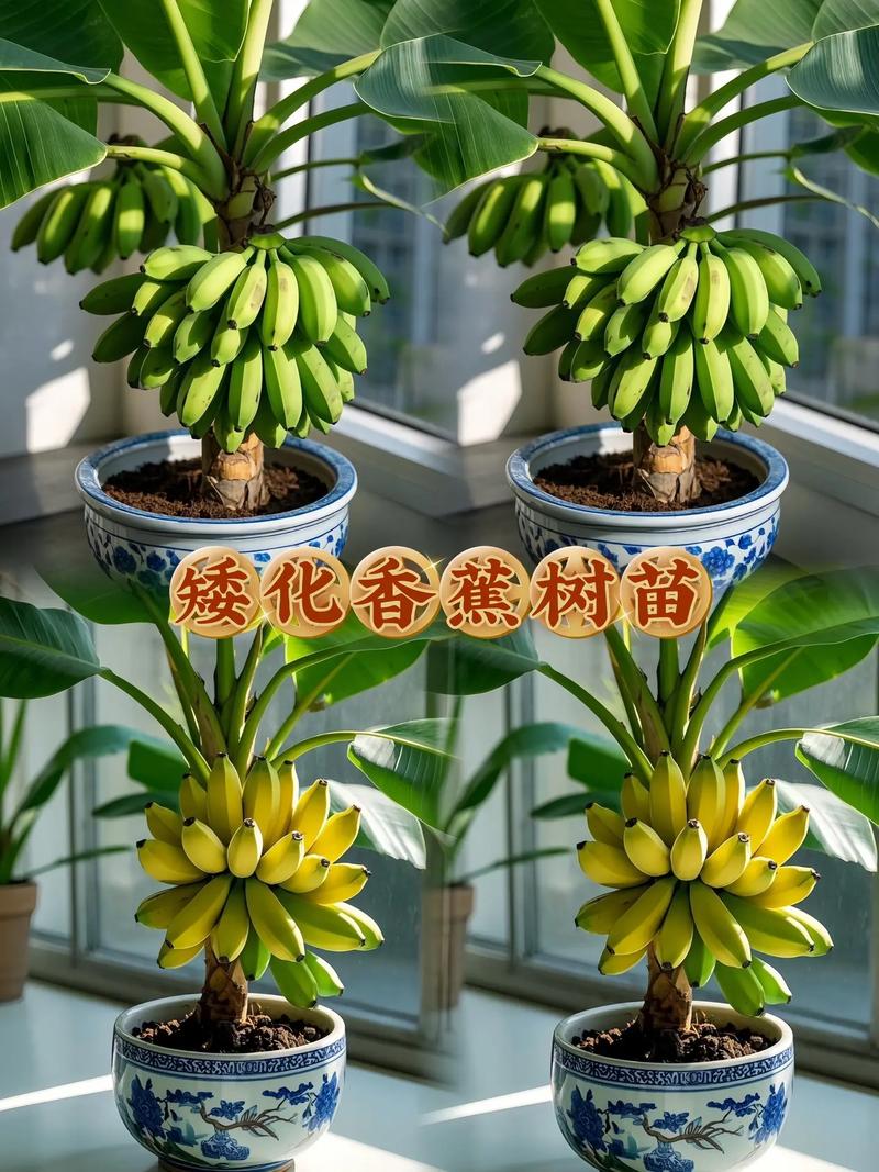 香蕉树的养殖方法，香蕉树的养殖方法和注意事项有哪些？-第1张图片-优品飞百科