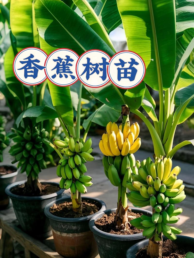香蕉树的养殖方法，香蕉树的养殖方法和注意事项有哪些？-第3张图片-优品飞百科