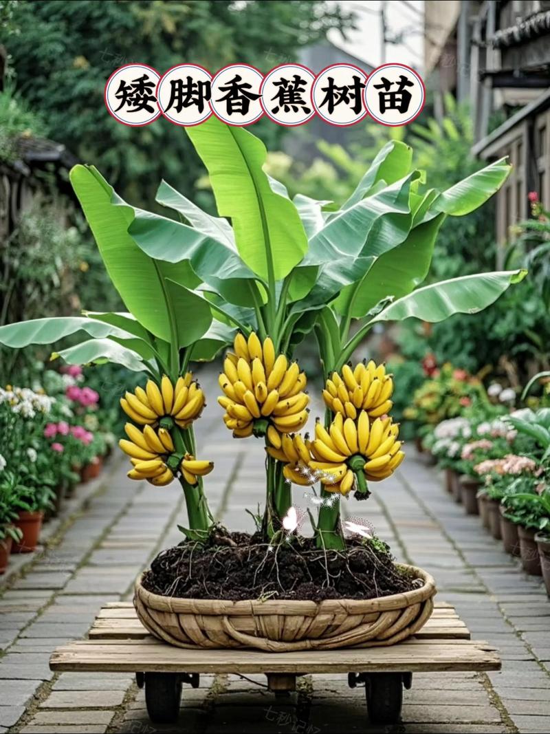 香蕉树的养殖方法，香蕉树的养殖方法和注意事项有哪些？-第4张图片-优品飞百科