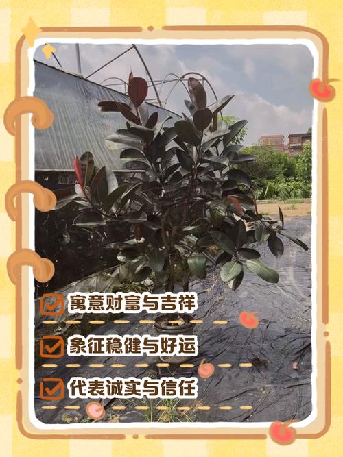 橡皮树可以放在客厅吗，橡皮树可以放在房间吗？-第1张图片-优品飞百科