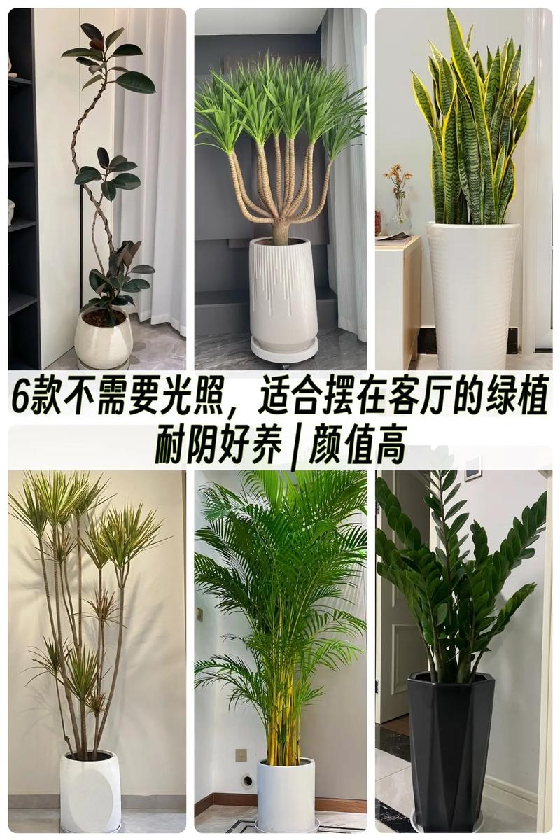 橡皮树可以放在客厅吗，橡皮树可以放在房间吗？-第2张图片-优品飞百科