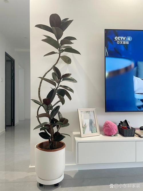 橡皮树可以放在客厅吗，橡皮树可以放在房间吗？-第3张图片-优品飞百科