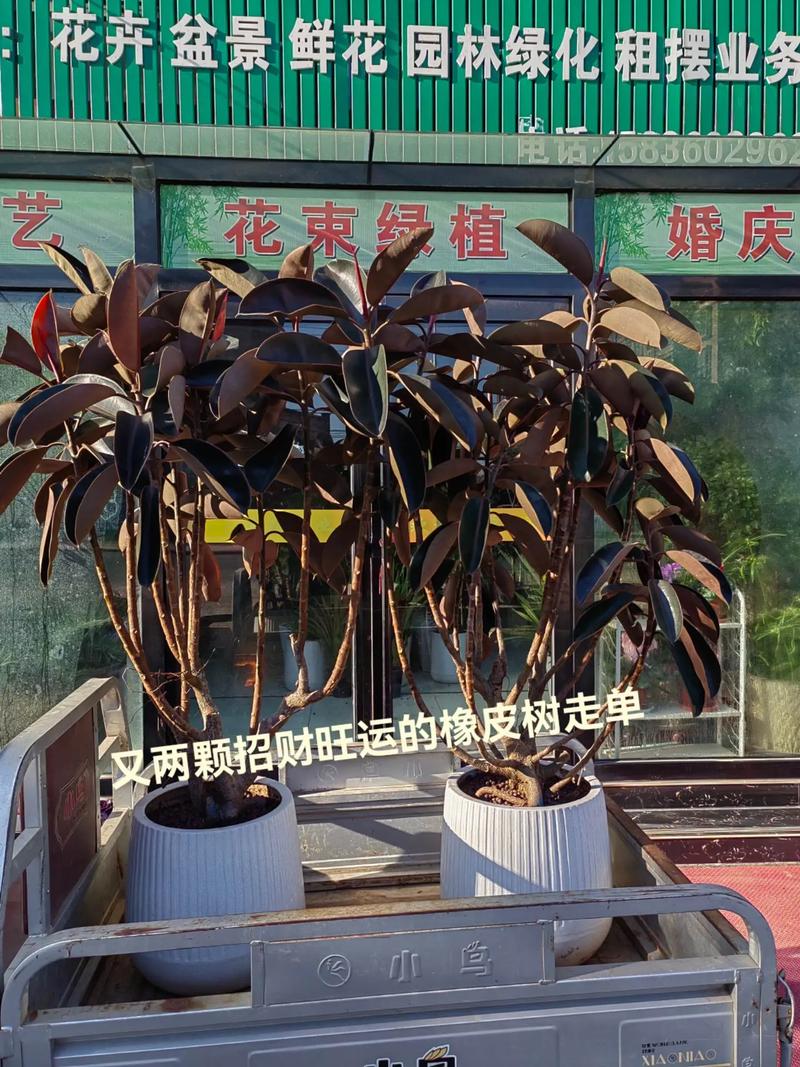 橡皮树可以放在客厅吗，橡皮树可以放在房间吗？-第4张图片-优品飞百科