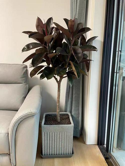 橡皮树可以放在客厅吗，橡皮树可以放在房间吗？-第5张图片-优品飞百科