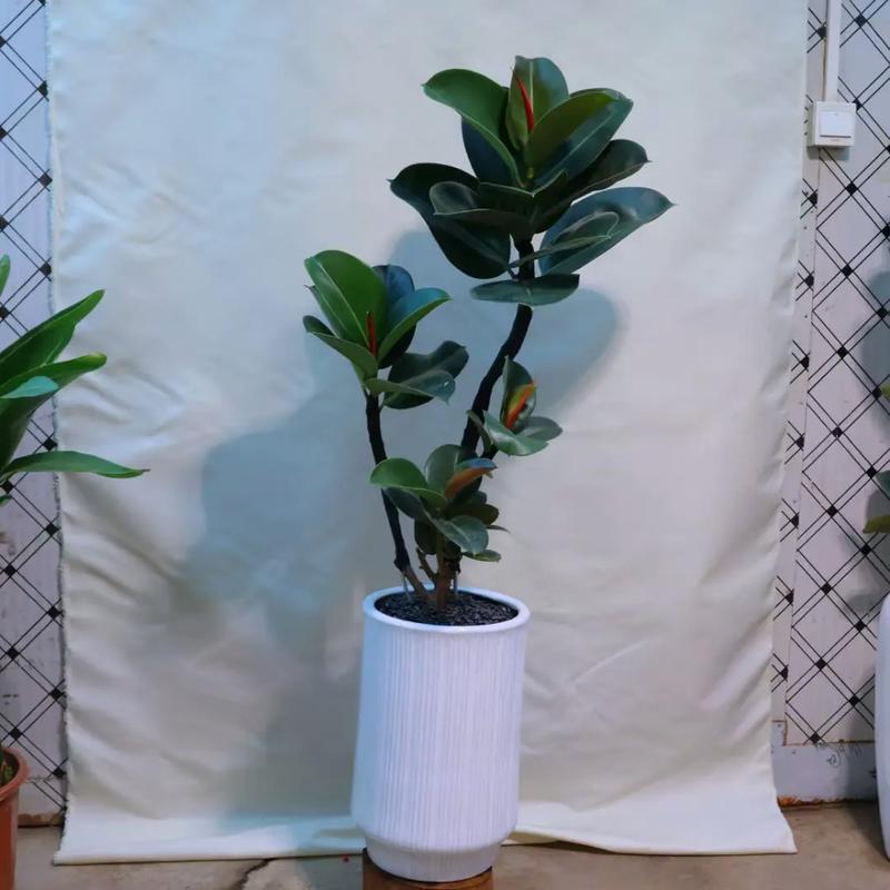 橡皮树可以放在客厅吗，橡皮树可以放在房间吗？-第6张图片-优品飞百科