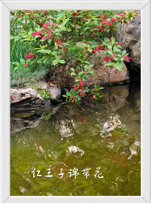 锦带花的花语和文化内涵，锦带花的花期有多久？