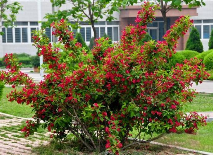 锦带花的花语和文化内涵，锦带花的花期有多久？-第2张图片-优品飞百科