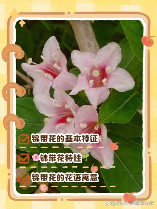 锦带花的花语和文化内涵，锦带花的花期有多久？-第3张图片-优品飞百科