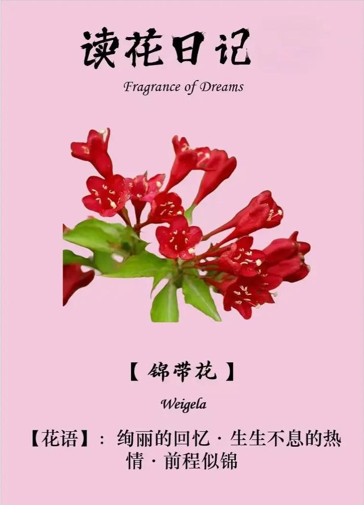 锦带花的花语和文化内涵，锦带花的花期有多久？-第4张图片-优品飞百科