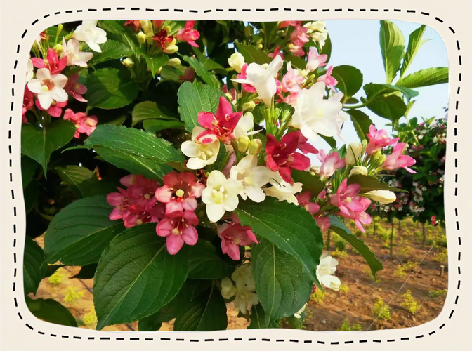 锦带花的花语和文化内涵，锦带花的花期有多久？-第6张图片-优品飞百科