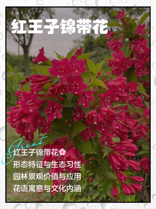 锦带花的花语和文化内涵，锦带花的花期有多久？-第7张图片-优品飞百科