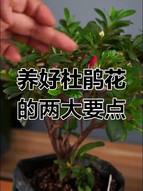 杜鹃开花期间施什么肥，能喷磷酸二氢钾吗？杜鹃开花时可以喷磷酸二氢钾吗？-第2张图片-优品飞百科