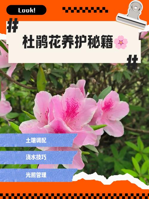 杜鹃开花期间施什么肥，能喷磷酸二氢钾吗？杜鹃开花时可以喷磷酸二氢钾吗？-第3张图片-优品飞百科