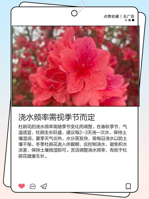 杜鹃开花期间施什么肥，能喷磷酸二氢钾吗？杜鹃开花时可以喷磷酸二氢钾吗？-第4张图片-优品飞百科