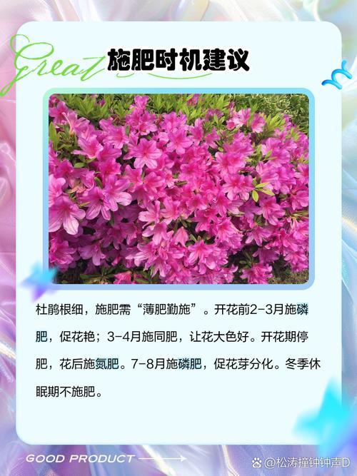 杜鹃开花期间施什么肥，能喷磷酸二氢钾吗？杜鹃开花时可以喷磷酸二氢钾吗？-第5张图片-优品飞百科